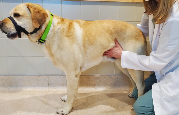 ветеринар осматривает живот собаки